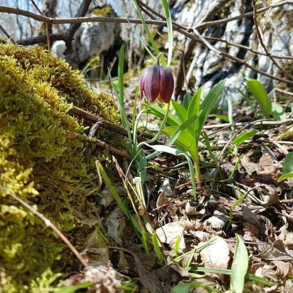 Fritillaria pyrenaica Flor