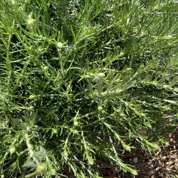 Helichrysum italicum Лист