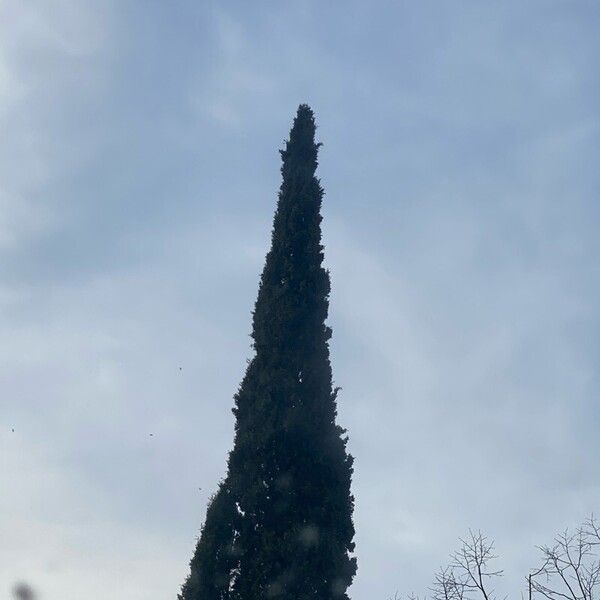 Cupressus sempervirens Leaf