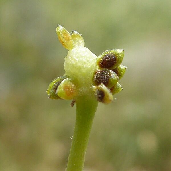 Ranunculus trichophyllus Plod