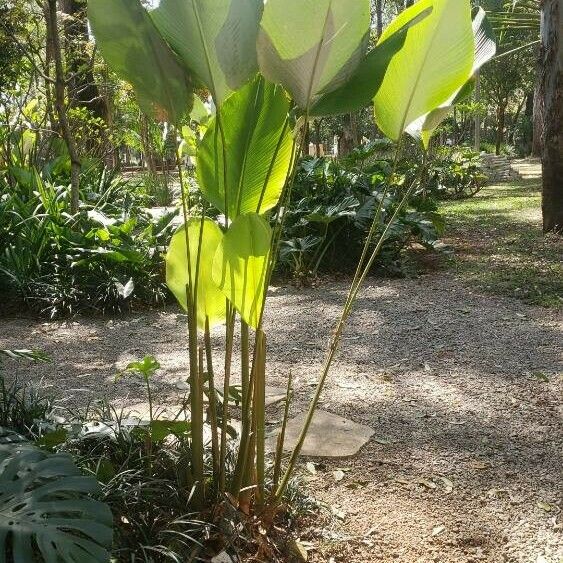 Calathea lutea ᱛᱟᱦᱮᱸ