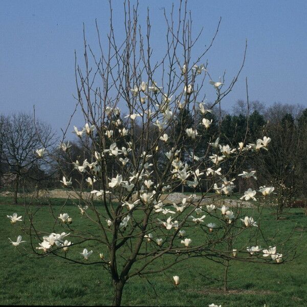 Magnolia cylindrica Habit