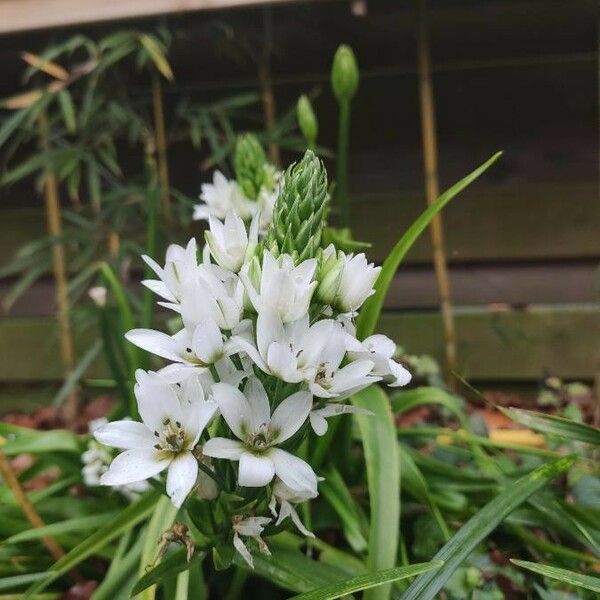 Ornithogalum thyrsoides Blüte