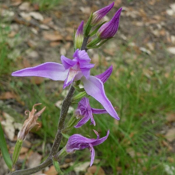 Cephalanthera rubra বাকল