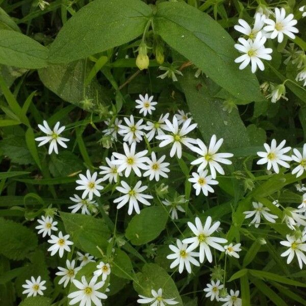 Rabelera holostea Floare