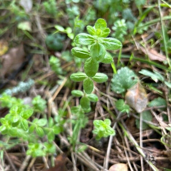 Cruciata pedemontana Φύλλο