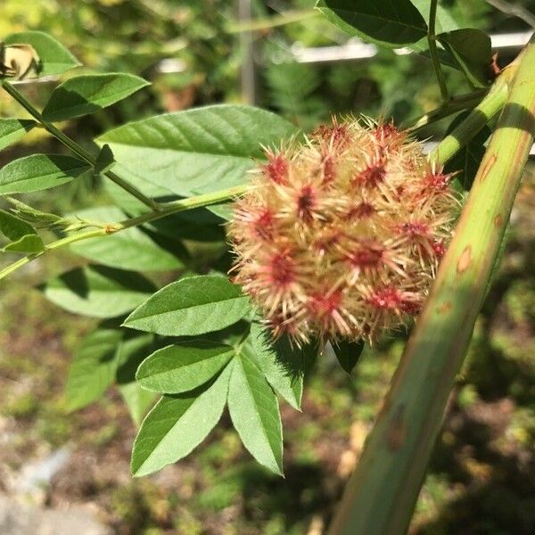 Glycyrrhiza echinata Flor