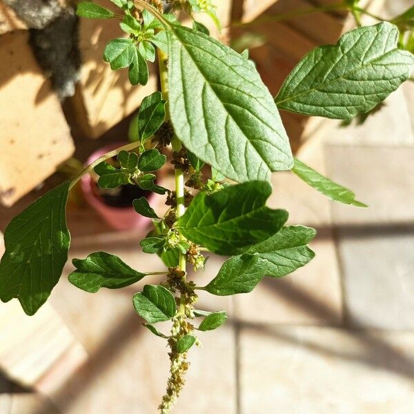 Amaranthus blitum Листок