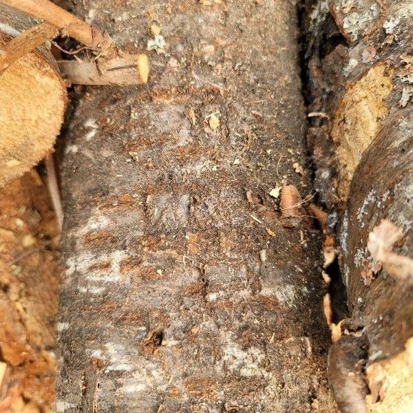 Abies lasiocarpa Bark