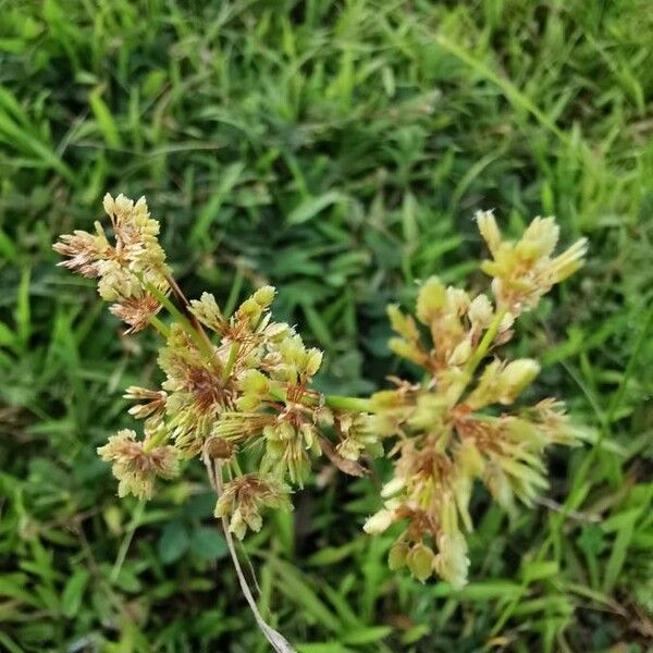 Schoenoplectus triqueter Kwiat