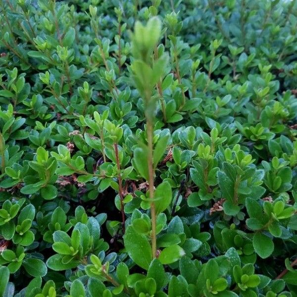 Vaccinium vitis-idaea Leaf