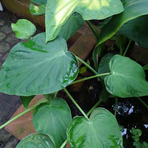 Alocasia cucullata Leaf