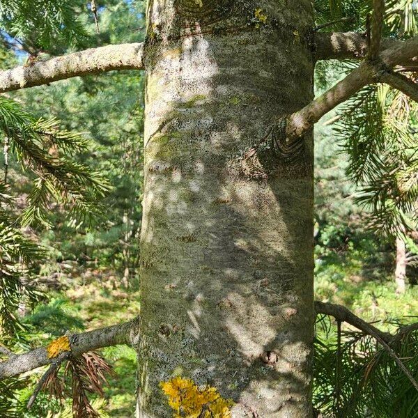 Abies sibirica Bark