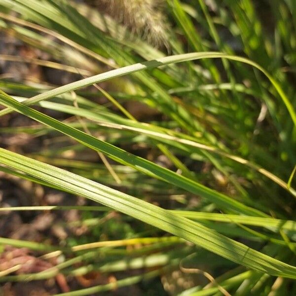 Cenchrus alopecuroides Leaf