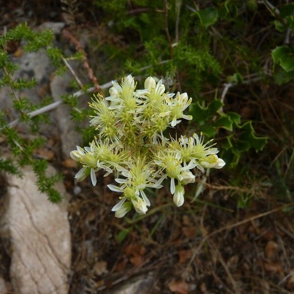 Sedum sediforme फूल