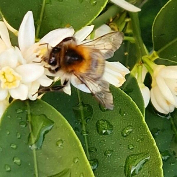 Fortunella japonica Liść