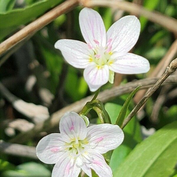 Claytonia virginica Květ