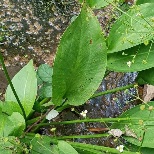 Alisma plantago-aquatica Hoja