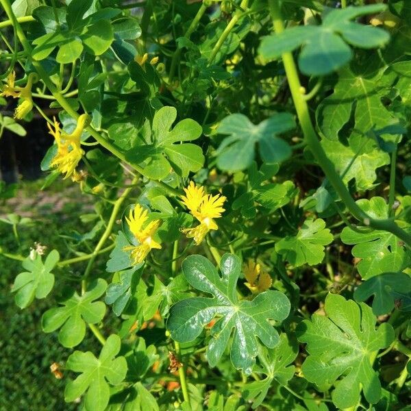 Tropaeolum peregrinum पत्ता