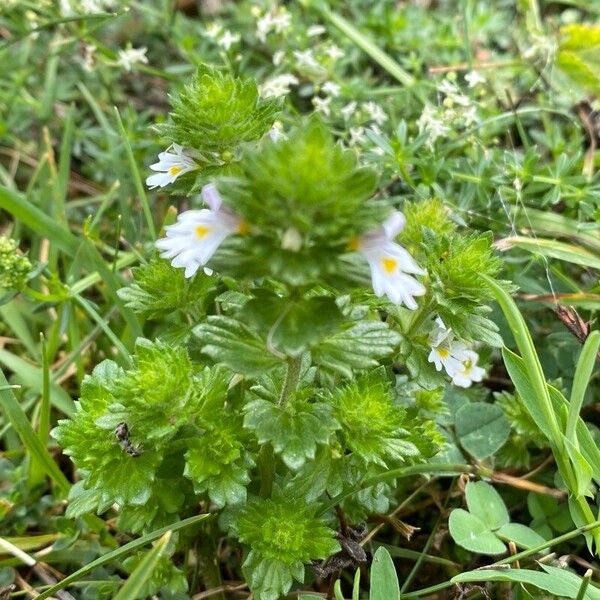 Euphrasia officinalis Habitat