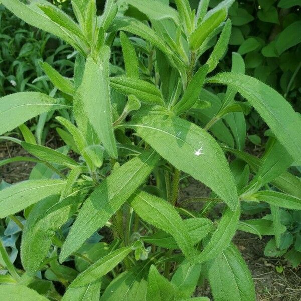 Rudbeckia hirta Листок