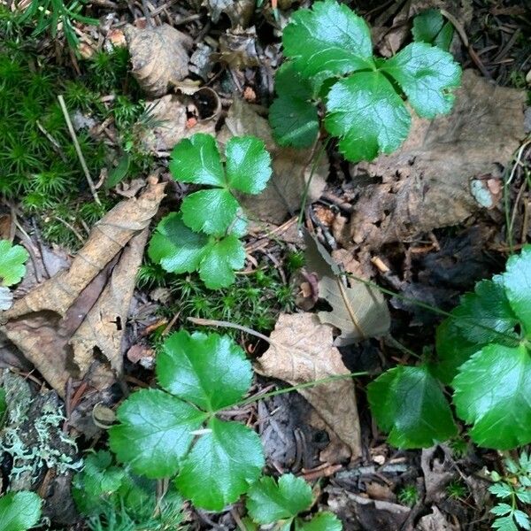 Coptis trifolia Fulla