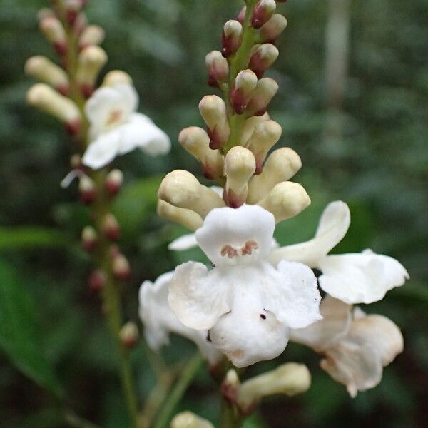 Thomandersia hensii Flower