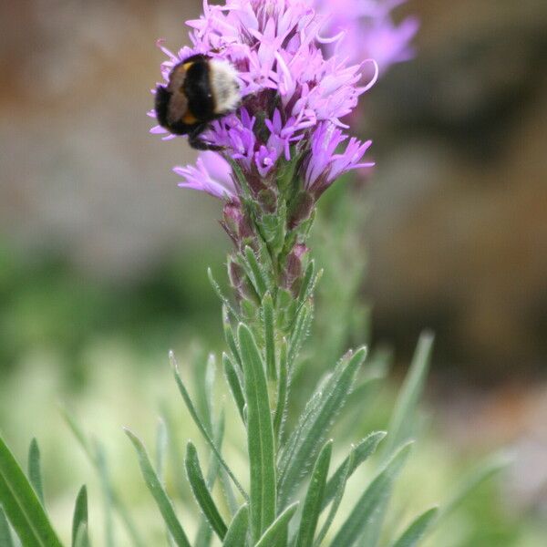 Liatris punctata 花