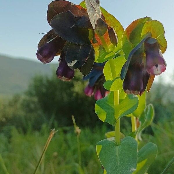 Cerinthe major 花