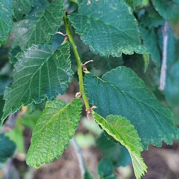 Ulmus minor Frunză