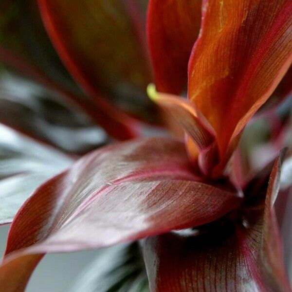 Cordyline fruticosa Blad