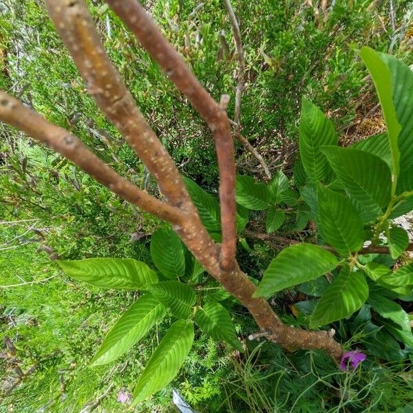 Genista radiata Bark