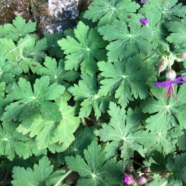 Geranium macrorrhizum Leaf