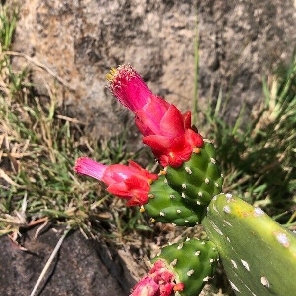 Opuntia cochenillifera Kvet