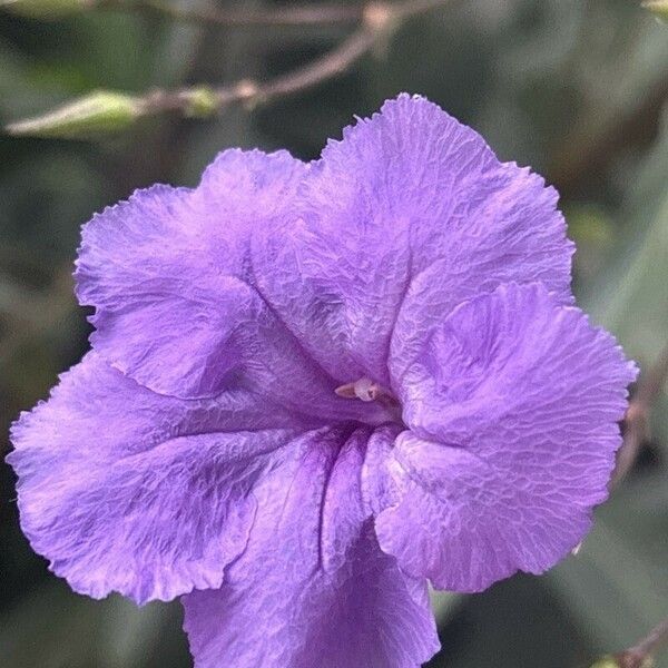 Ruellia simplex Blodyn