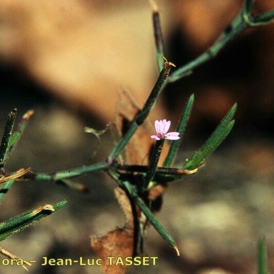 Dianthus nudiflorus Other