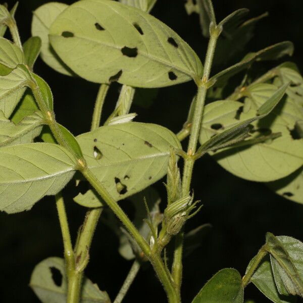 Senna obtusifolia Blad