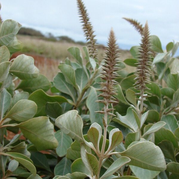 Achyranthes splendens Lorea