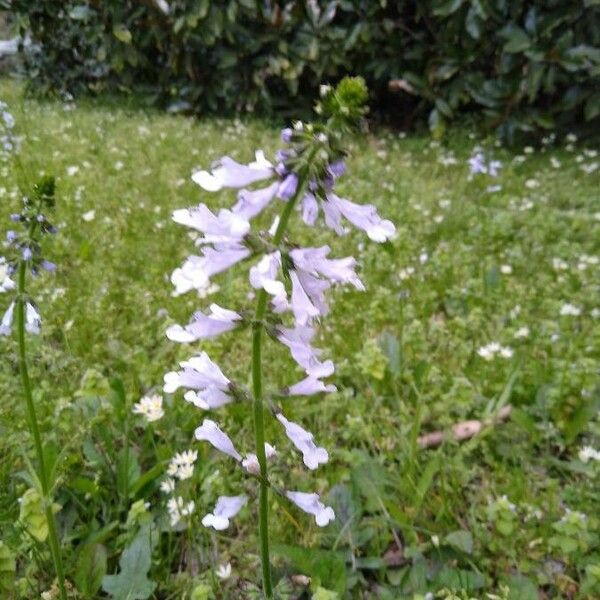 Salvia lyrata Blomst