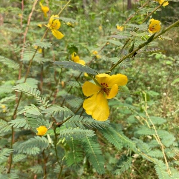 Chamaecrista fasciculata Fleur