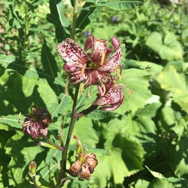 Lilium martagon ফুল