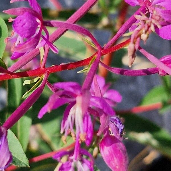 Epilobium angustifolium Çiçek