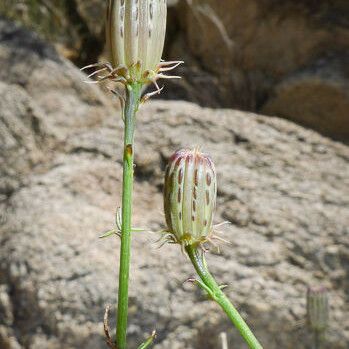 Adenophyllum porophylloides Floare