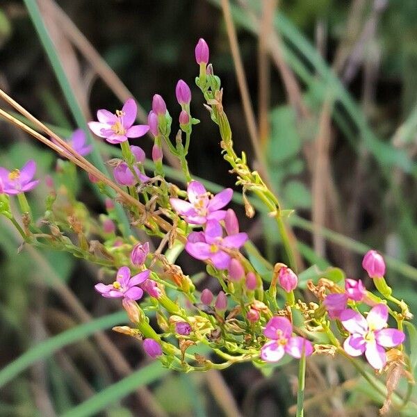 Centaurium littorale Flor