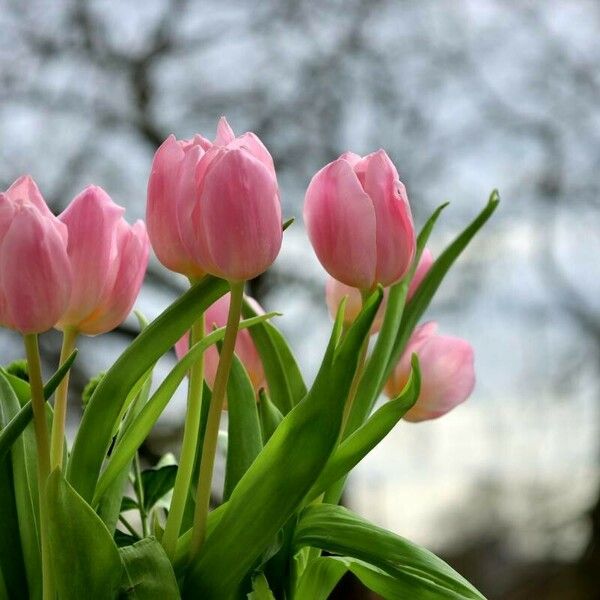 Tulipa gesneriana Flower