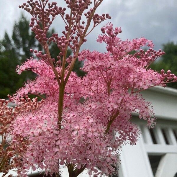 Filipendula rubra Flors