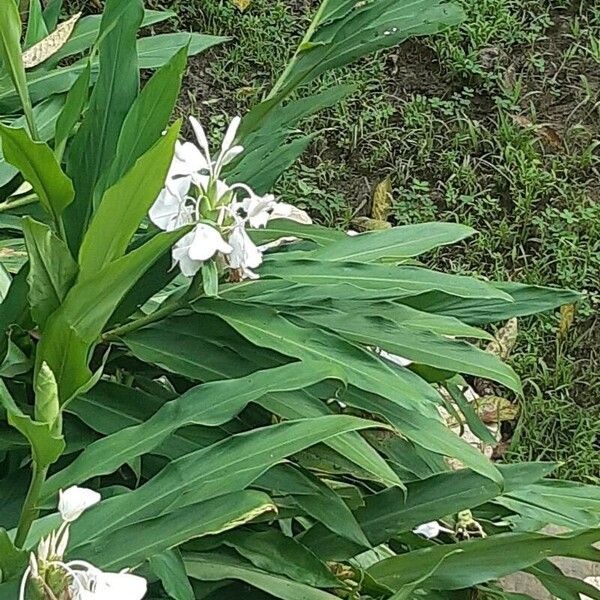 Hedychium coronarium 花