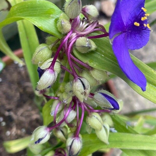 Tradescantia virginiana Autre