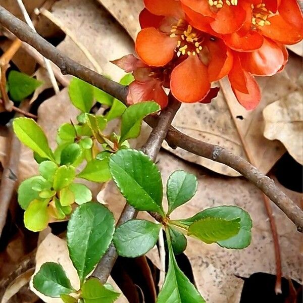 Chaenomeles × superba Flors