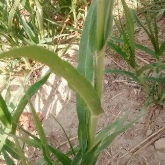 Panicum miliaceum Ŝelo